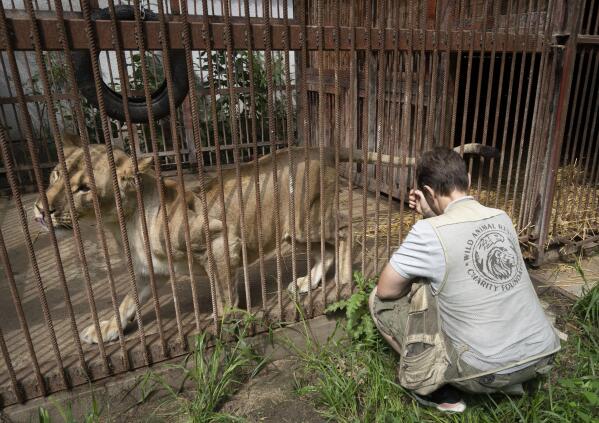 Wild top animal rescue